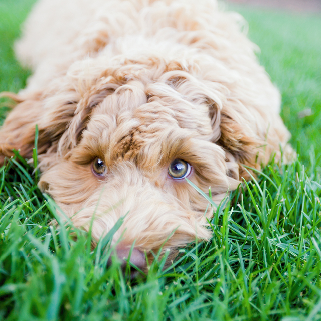 Photo of a dog with brown curly hair lying on the grass.