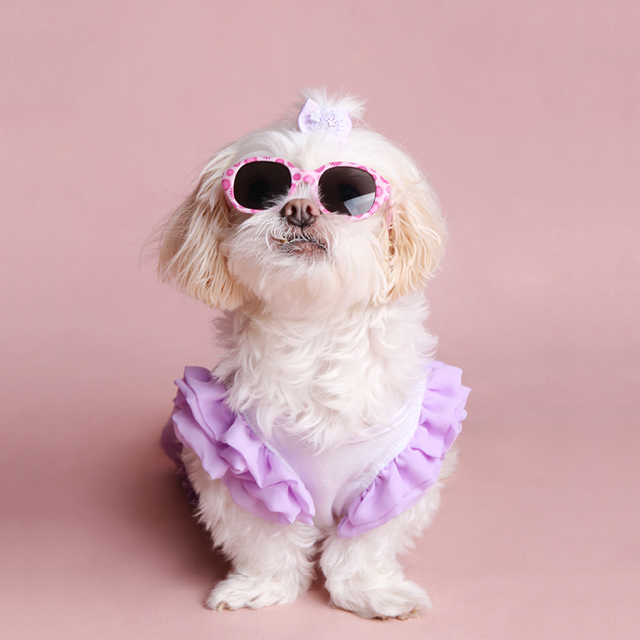 Photo professionnelle d'un animal de compagnie, soit un chien avec un tutu et lunettes soleil